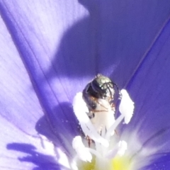 Lasioglossum (Homalictus) sp. (genus & subgenus) (Furrow Bee) at Queanbeyan, NSW - 17 Feb 2023 by Paul4K
