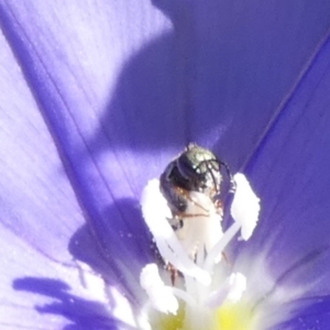 Lasioglossum (Homalictus) sp. (genus & subgenus) at Queanbeyan, NSW - suppressed