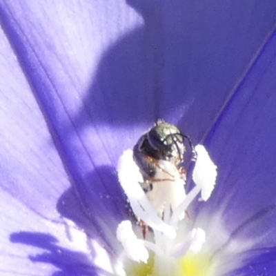 Lasioglossum (Homalictus) sp. (genus & subgenus) (Furrow Bee) at Queanbeyan, NSW - 18 Feb 2023 by Paul4K