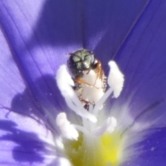 Lasioglossum (Homalictus) sp. (genus & subgenus) at Queanbeyan, NSW - suppressed