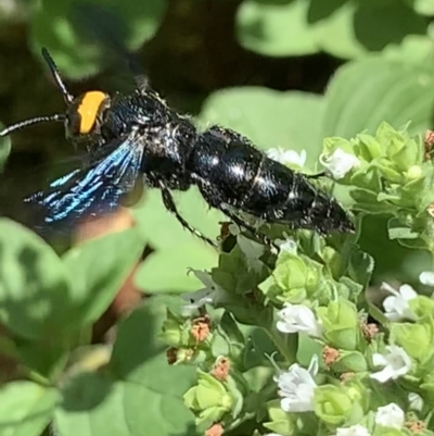 Scolia (Discolia) verticalis (Yellow-headed hairy flower wasp) at Dulwich Hill, NSW - 18 Feb 2023 by JudeWright