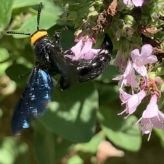 Scolia (Discolia) verticalis at Dulwich Hill, NSW - 18 Feb 2023