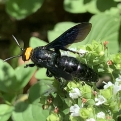 Scolia (Discolia) verticalis at Dulwich Hill, NSW - 18 Feb 2023