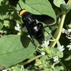 Scolia (Discolia) verticalis at Dulwich Hill, NSW - 18 Feb 2023