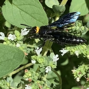 Scolia (Discolia) verticalis at Dulwich Hill, NSW - 18 Feb 2023