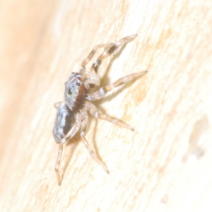 Arasia mollicoma at Bruce, ACT - 12 Feb 2023 03:18 PM