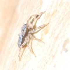 Arasia mollicoma (Flat-white Jumping Spider) at Black Mountain - 12 Feb 2023 by Harrisi