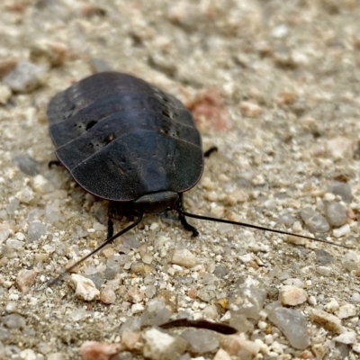 Polyzosteria aenea (Pink-tailed heath cockroach) at Mallacoota, VIC - 5 Feb 2023 by GlossyGal