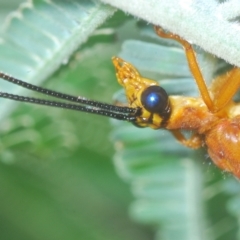 Nymphes myrmeleonoides (Blue eyes lacewing) at Mount Ainslie - 15 Feb 2023 by Harrisi