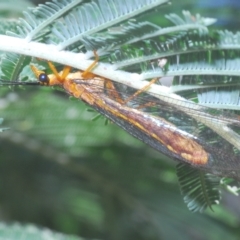 Nymphes myrmeleonoides at Pialligo, ACT - 15 Feb 2023