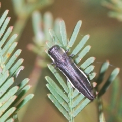 Agrilus hypoleucus (Hypoleucus jewel beetle) at Bruce, ACT - 12 Feb 2023 by Harrisi