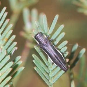 Agrilus hypoleucus at Bruce, ACT - 12 Feb 2023