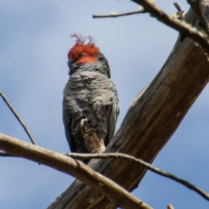 Callocephalon fimbriatum at Cotter River, ACT - 17 Feb 2023