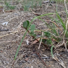 Portulaca oleracea (Munyeroo ,Pigweed, Purslane) at Higgins, ACT - 18 Feb 2023 by MattM