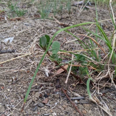 Portulaca oleracea (Pigweed, Purslane) at Higgins Woodland - 18 Feb 2023 by MattM