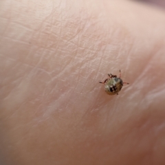 Pentatomidae (family) (Shield or Stink bug) at Higgins, ACT - 18 Feb 2023 by MattM