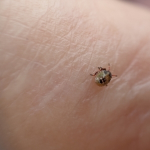 Pentatomidae (family) at Higgins, ACT - suppressed