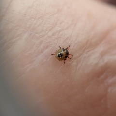 Pentatomidae (family) at Higgins, ACT - suppressed