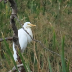 Ardea plumifera (Plumed Egret) at Fyshwick, ACT - 18 Feb 2023 by BenW