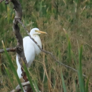 Ardea plumifera at Fyshwick, ACT - 18 Feb 2023