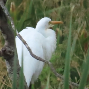 Ardea plumifera at Fyshwick, ACT - 18 Feb 2023