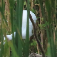Ardea intermedia at Fyshwick, ACT - 18 Feb 2023