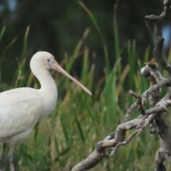 Platalea flavipes (Yellow-billed Spoonbill) at Fyshwick, ACT - 18 Feb 2023 by TomW