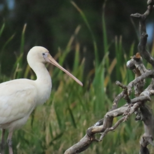 Platalea flavipes at Fyshwick, ACT - 18 Feb 2023