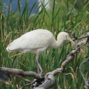 Platalea flavipes at Fyshwick, ACT - 18 Feb 2023 03:44 PM