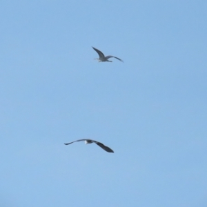 Ardea pacifica at Fyshwick, ACT - 18 Feb 2023