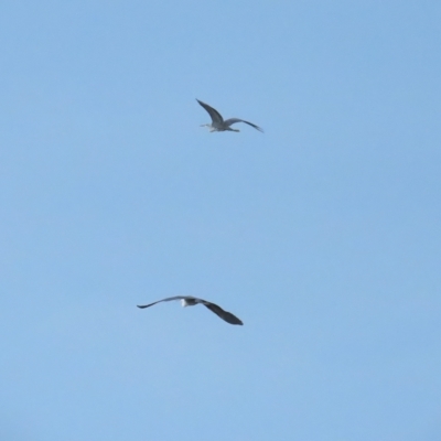 Ardea pacifica (White-necked Heron) at Fyshwick, ACT - 18 Feb 2023 by TomW