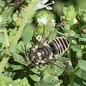 Megachile (Eutricharaea) serricauda at Dulwich Hill, NSW - 18 Feb 2023