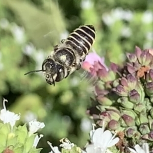 Megachile (Eutricharaea) serricauda at Dulwich Hill, NSW - 18 Feb 2023