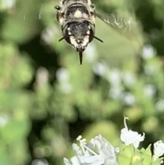 Megachile (Eutricharaea) serricauda at Dulwich Hill, NSW - 18 Feb 2023