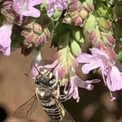 Megachile (Eutricharaea) serricauda at Dulwich Hill, NSW - 18 Feb 2023