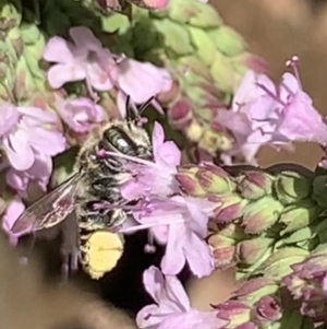 Megachile (Eutricharaea) serricauda at Dulwich Hill, NSW - 18 Feb 2023