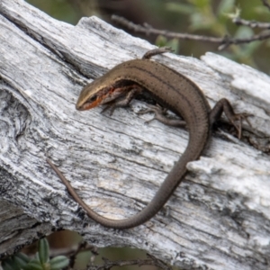 Pseudemoia entrecasteauxii at Cotter River, ACT - 17 Feb 2023 11:17 AM