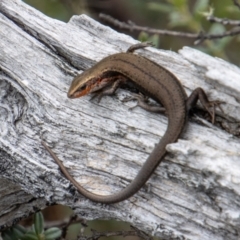 Pseudemoia entrecasteauxii (Woodland Tussock-skink) at Cotter River, ACT - 17 Feb 2023 by SWishart