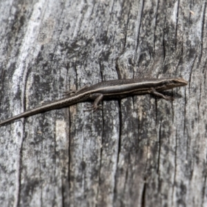 Pseudemoia spenceri at Cotter River, ACT - 17 Feb 2023