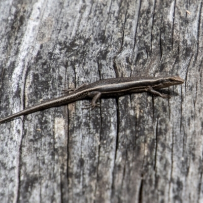Pseudemoia spenceri (Spencer's Skink) at Namadgi National Park - 17 Feb 2023 by SWishart