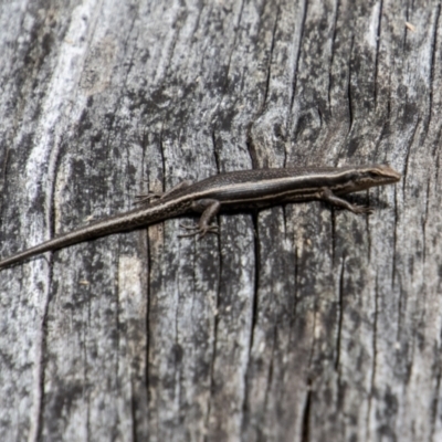 Pseudemoia spenceri (Spencer's Skink) at Cotter River, ACT - 17 Feb 2023 by SWishart