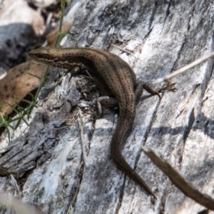 Pseudemoia entrecasteauxii at Cotter River, ACT - 17 Feb 2023