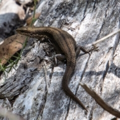 Pseudemoia entrecasteauxii (Woodland Tussock-skink) at Cotter River, ACT - 17 Feb 2023 by SWishart