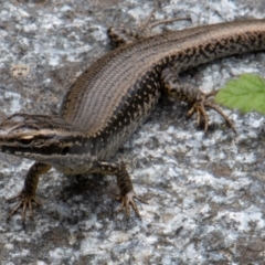 Eulamprus heatwolei (Yellow-bellied Water Skink) at Cotter River, ACT - 17 Feb 2023 by SWishart