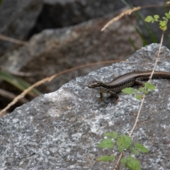 Eulamprus heatwolei at Cotter River, ACT - 17 Feb 2023