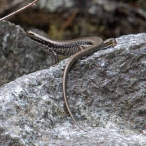 Eulamprus heatwolei at Cotter River, ACT - 17 Feb 2023