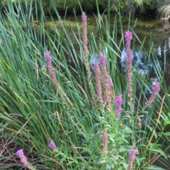 Lythrum salicaria (Purple Loosestrife) at Greenway, ACT - 17 Feb 2023 by MatthewFrawley