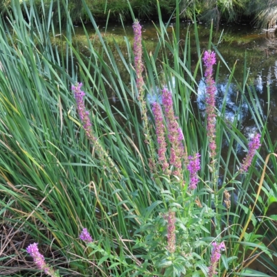 Lythrum salicaria (Purple Loosestrife) at Greenway, ACT - 18 Feb 2023 by MatthewFrawley