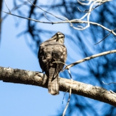 Tachyspiza cirrocephala (Collared Sparrowhawk) at Giralang, ACT - 20 Jan 2023 by UserUBlpHKve