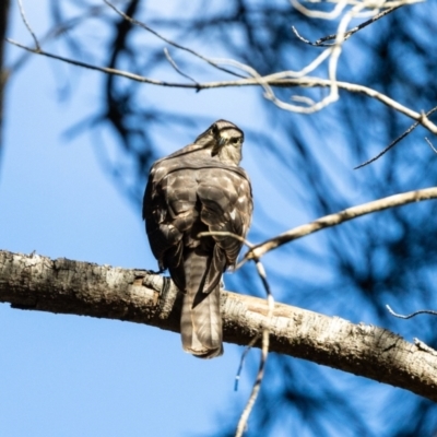 Tachyspiza cirrocephala (Collared Sparrowhawk) at Giralang, ACT - 20 Jan 2023 by UserUBlpHKve